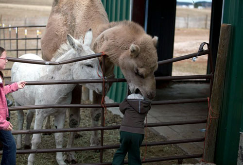 camel-tamer.jpg